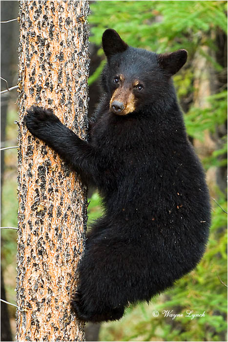 American Black Bear Cub 119 by Dr. Wayne Lynch &copy;